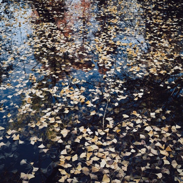 a-poem-_R015418-2445 a-poem-_R015418-2445